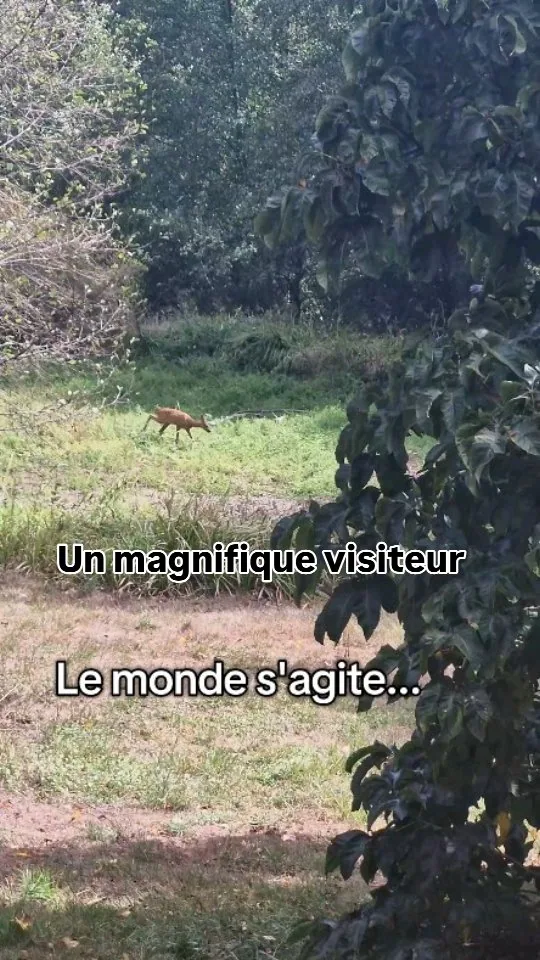 Illustration associée à la publication "Un moment de grâce dans un monde qui s'agite 🦌✨ ​Malgré tout ce qui se passe actuellem…"